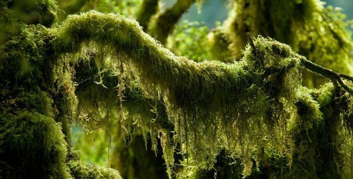 Sphagnum Moss: The Magic Material of the Plant World